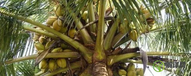 家里栽椰子树可以吗(椰子树可以种在室内吗)