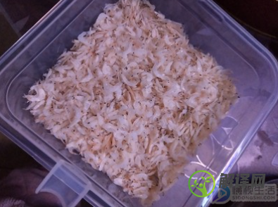 小虾米吃什么(小虾米吃什么食物长大?)