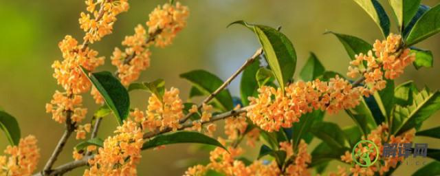 桂花树能栽家里面吗(桂花树可以种在家里面吗)