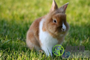 兔子喜欢吃什么(兔子喜欢吃什么蔬菜)