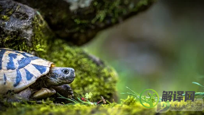 一只乌龟的旅行是从什么开始的(乌龟去旅行的故事)