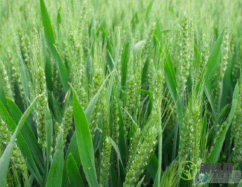 矮生小麦的特点是产量高,适应性强,丰产对吗(抗旱性强的小麦品种的特点)