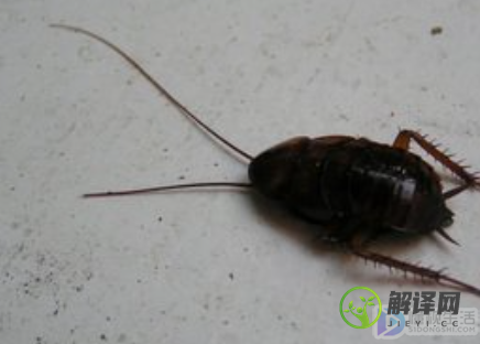 蟑螂和黑盖虫的区别(和蟑螂比较像的黑虫)