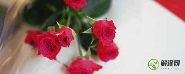 玫瑰花用水扦插栽培方法(扦插的玫瑰花怎么浇水)
