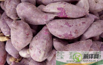 紫薯没熟透有毒吗?紫薯有点生可以吃吗(生紫薯放久了会有毒吗)