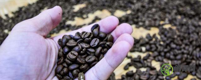 咖啡种子怎么栽培(咖啡种子盆栽)