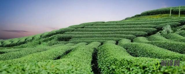 怎么样栽培茶树老桩(茶树桩盆景种植方法)