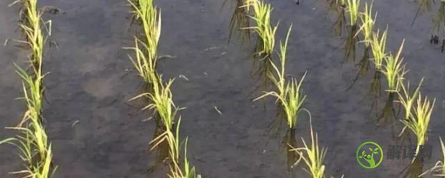 稻子的栽培方法(稻子种植技术)