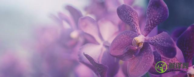 紫砂兰花的养殖方法和注意事项