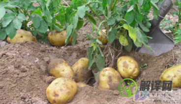 高原土豆与普通土豆的区别(高原土豆的优点)