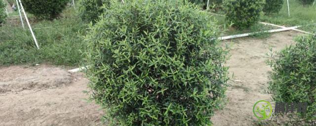 尖叶木樨榄什么时候种植(尖叶木樨榄容易成活吗)