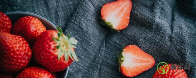 广东省草莓什么时候种植最好(广东露天草莓一般几月份开始种植)
