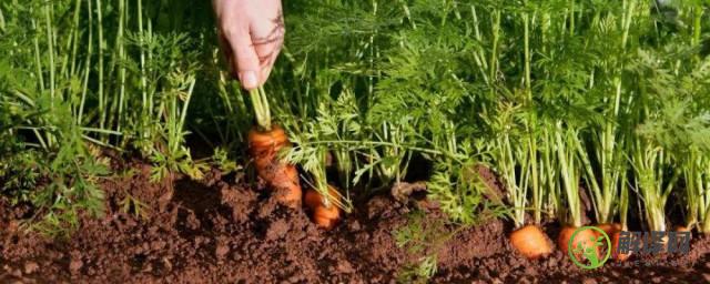 如何种植小红萝卜什么时候种(小红萝卜怎样种植)