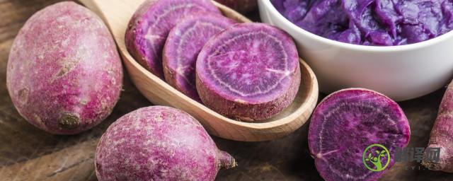 紫薯什么时候种植(紫薯什么时候种植合适)