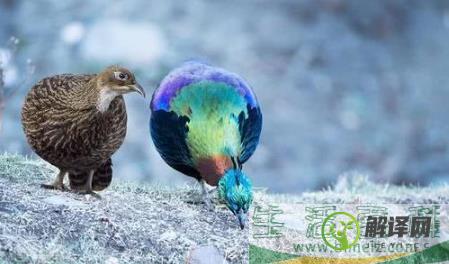 尼泊尔国鸟九色鸟棕尾虹雉,中国一级保护动物(靛颏鸟是国家几级保护动物)
