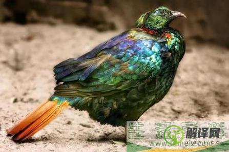 尼泊尔国鸟九色鸟棕尾虹雉,中国一级保护动物(靛颏鸟是国家几级保护动物)