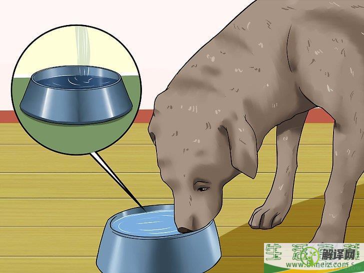 怎么判断狗狗是否脱水(狗狗脱水的表现有哪些)