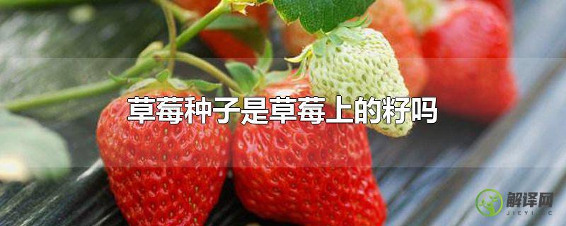 草莓种子是草莓上的籽吗(草莓上的籽是果实还是种子)