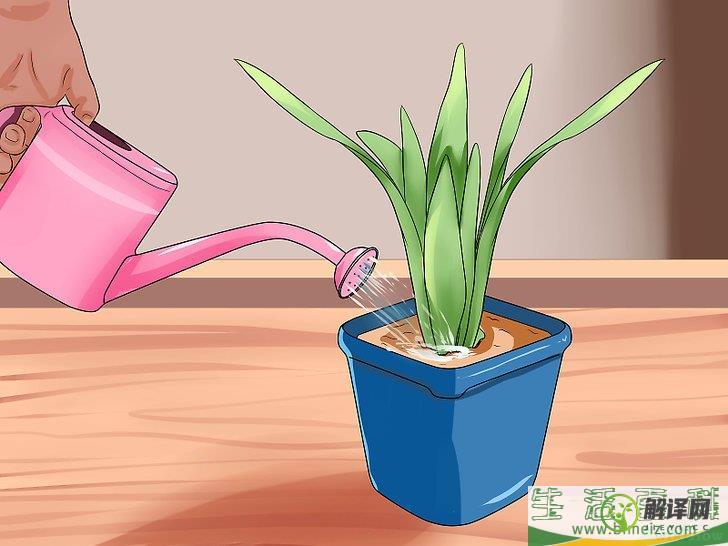 怎么在外出时给植物浇水(外出如何设置给花浇水方法?)