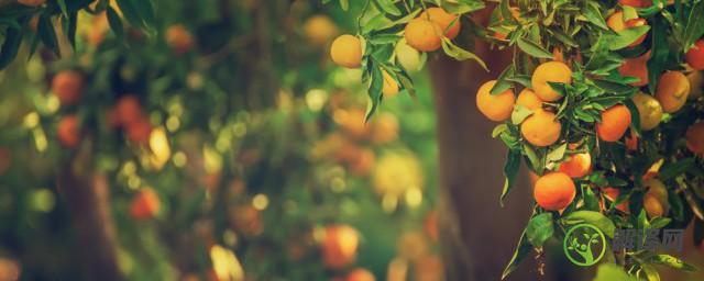 橘柑树怎么栽培(柑橘树的养殖方法)