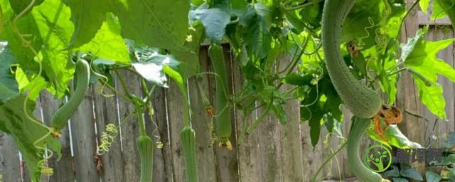 丝瓜盆栽种植需要注意什么(丝瓜怎样种植和养护?)
