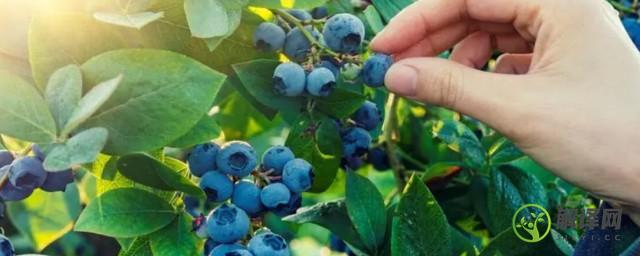 引种蓝莓栽种注意几个问题(蓝莓可以用蓝莓果种植吗)