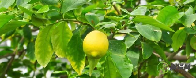 柠檬栽种植方法和注意事项(柠檬怎么栽培与种植技术)