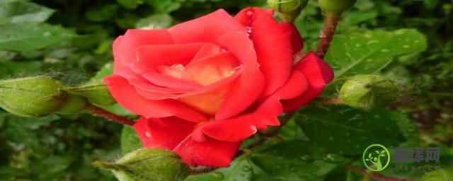 栽种玫瑰需要注意事项(盆栽玫瑰的养殖方法和注意事项有哪些)