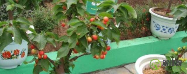樱桃树苗盆栽种植的注意事项(盆栽樱桃树的养殖方法和注意事项)