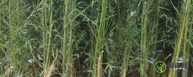 四季竹盆栽种植方法和注意事项