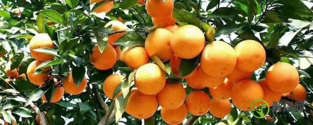 栽种冰糖橙需要注意什么(冰糖橙种植气候条件)