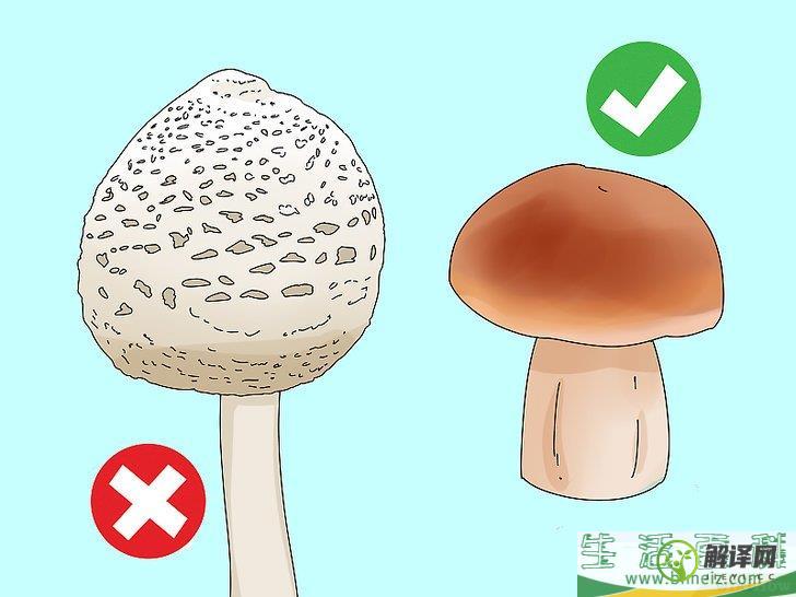 如何判断蘑菇是否能食用(怎么判断蘑菇是否能吃)