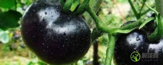 黑珍珠番茄盆栽种植注意事项(黑珍珠番茄苗)