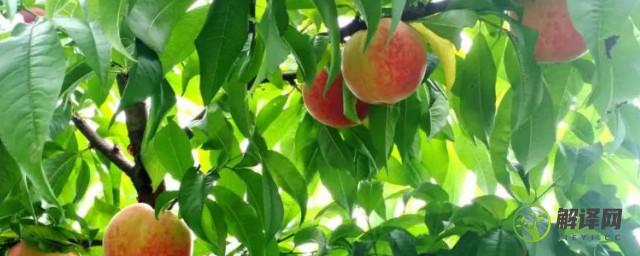 栽培桃树怎么管理(桃树的养护及栽植管理)