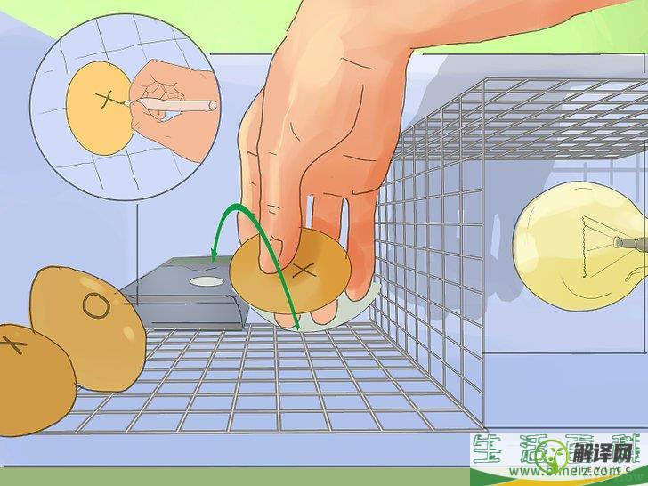 如何自制简易的鸡蛋孵化器(自己如何孵化鸡蛋简单)