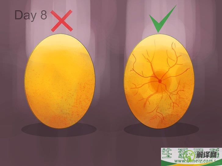 如何自制简易的鸡蛋孵化器(自己如何孵化鸡蛋简单)