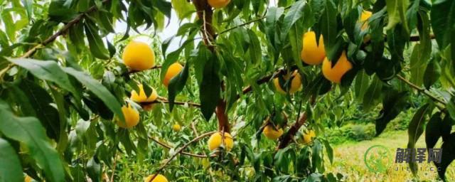 栽培黄桃的方法和时间(黄桃的栽培与管理技术)