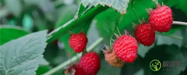 树莓栽培种植方法(树莓家庭盆栽种植方法)
