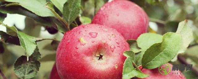 网购矮化苹果树种植方法及过程