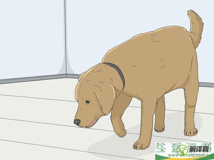 如何训练狗到固定地方大小便(怎么才能训练狗狗在固定地方大小便)