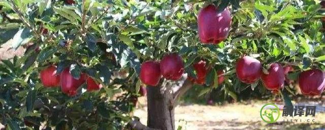 甘肃苹果树种植新方法(甘肃种植苹果的优势)