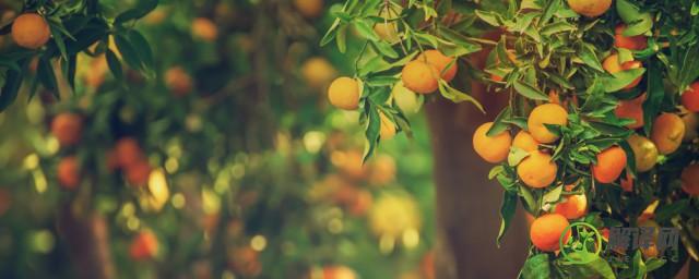 柑橘果树种植方法(柑橘果树苗木栽植的基本步骤)