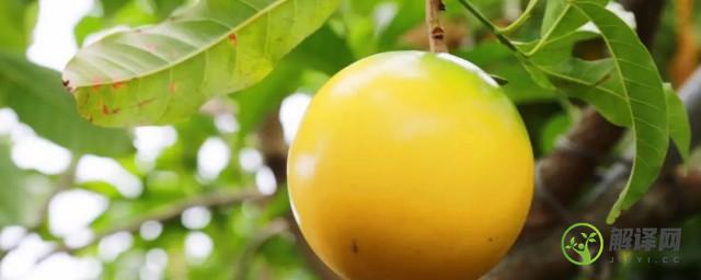 金果果树种植方法(黄金果的种植方法)