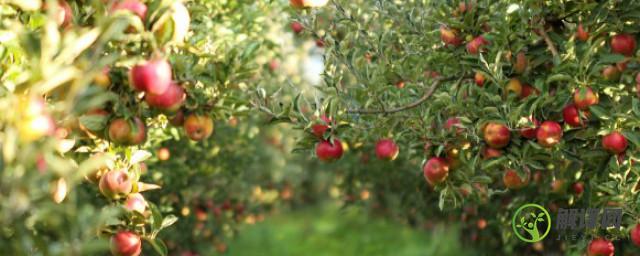 真正的苹果树种植方法(苹果树的种植方法家庭)