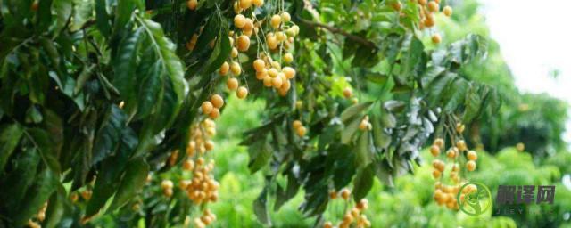 黄皮果树种植方法(黄皮果的种植)