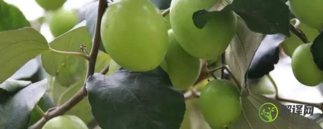 青枣果树种植方法(青枣果树种植技术视频)
