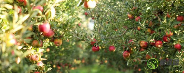 南方盆栽苹果树种植方法(苹果树南方可以栽吗)