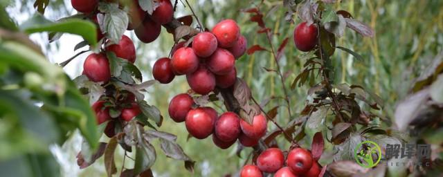 红果树种植方法(红果怎么种植)