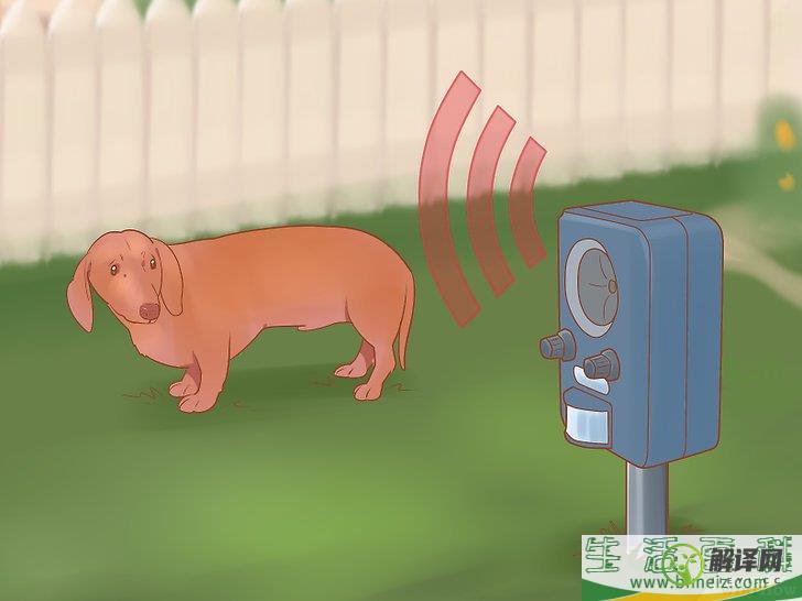 如何让小狗远离草坪(如何把小狗在公园的草坪上玩耍写具体)