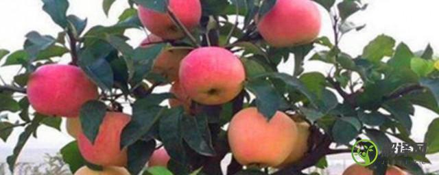 苹果树种植时间和方法(苹果树怎么种植方法几年结果实)